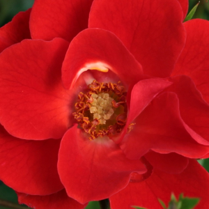 Kупить В Интернет-Магазине - Poзa Тара Эллисон - красная - Миниатюрные розы лилипуты  - роза с тонким запахом - Сэмюэл Макгреди IV - Ярко красного цвета и низкого роста роза подходит для оформления бордюров, хорошо смотрится при посадке перед высокими растениями.